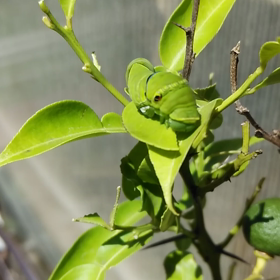 アゲハチョウの幼虫さん♡の画像