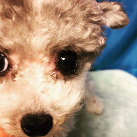 ♡ トリミングday・・ママミングだ♡の画像