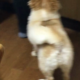 おこぼれを狙うポメの画像