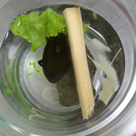 保護して五日目の画像