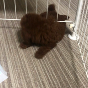 生後2か月のアジリティの画像