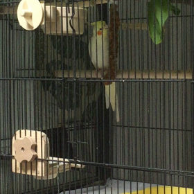 プチプチとの画像