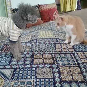 お芋と陽毬♪の画像