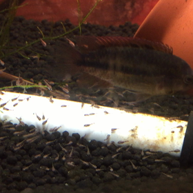 セネガルパロット と  ナンナカラの画像