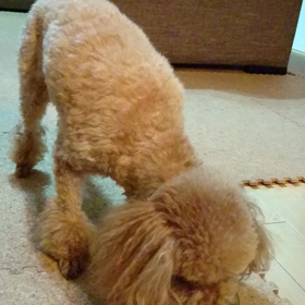 【味はしないけど氷舐めは楽しいな】の画像