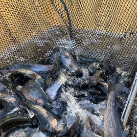 釣りきれない程の放流魚で！の画像