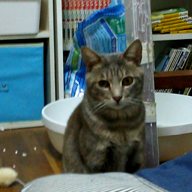 ただのヒモの画像