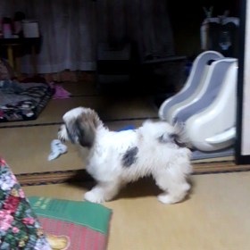 超×∞可愛いピーコちゃん(ｵｽ)の画像