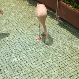 フラミンゴの画像