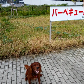 回れ回れの画像