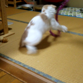 ズッコケなにゃんこ(=ﾟωﾟ=)の画像