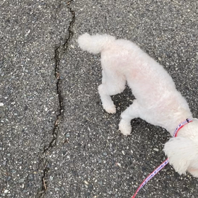 のこちゃん初めてのお散歩の画像