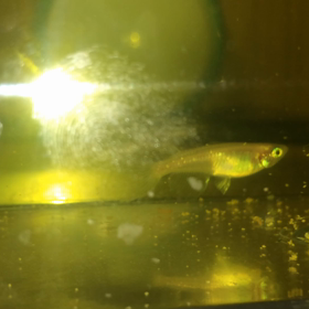 何てこった！の画像