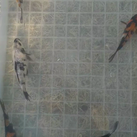 １年、一念の画像