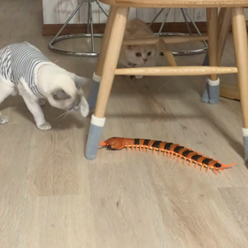 ムカデラジコン第2弾！！の画像