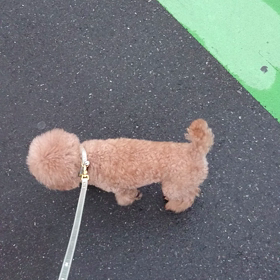 【本能です！】の画像