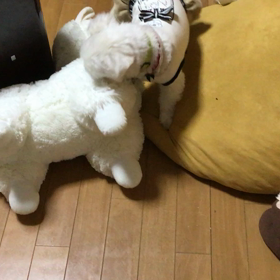 青、アルパカと戦うの画像