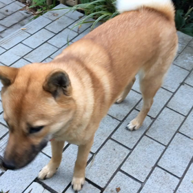 番犬ケリーの画像