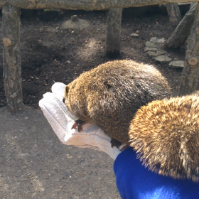 リスリスリス。の画像