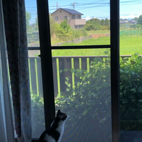 母の入院から5日目…私は東京へ。この家良いんだけどなぁーとデールちゃんも言う。の画像