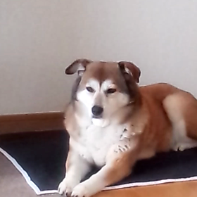 写真のような。。。の画像