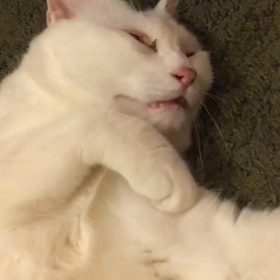 幸せな夢の画像