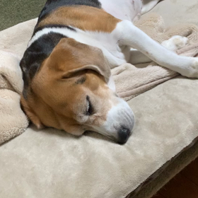 皆様良い夢を〜の画像