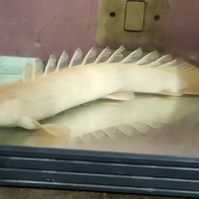 ビッグサイズの掘り出し物！の画像