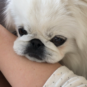 おねだりの画像