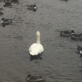 週1の郡山の画像