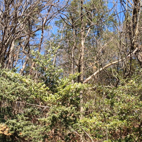 鳴いてませんよの画像