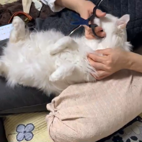 お利口シロちゃんの毛玉チョキチョキの画像