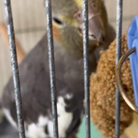 ギャップ！の画像