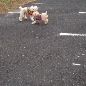 久々の団地跡地でワンの画像