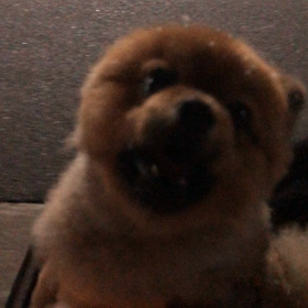 愛犬カイくんは、初雪❄の画像