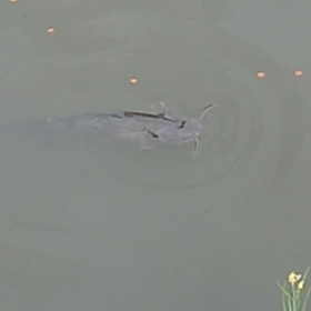 神社の神使の画像