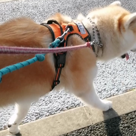 めちゃ暑かった昨日、今日も更に暑くなりそうな早朝。まだ涼しい。それでも、少し進んでは休憩の連続。の画像