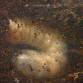 幼虫さんの画像