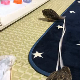 おもちゃの取り合い❗の画像