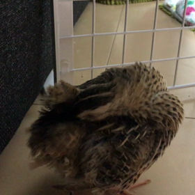 ピヨと旦那の画像