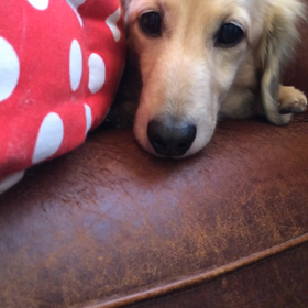 2016年3月31日 全予約本日終了ですの画像