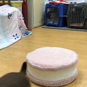 次は乗って伏せね。の画像