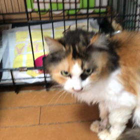 さくら近況の画像