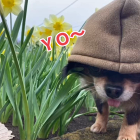 ヘイヨーの画像