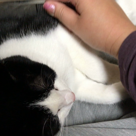 党首、お怒りですの画像