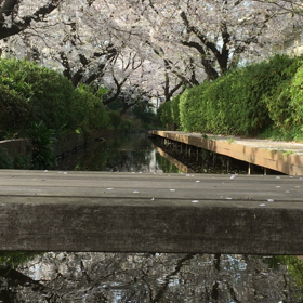 心が癒される動画ですの画像