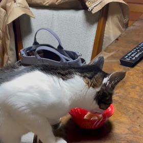 海ちゃんハッピーバースデーの画像