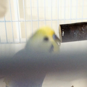 笑い声がいっしょ。の画像