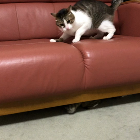 蕁麻疹の原因ストレスだけど、いないと困るけど…ビビるデール。の画像