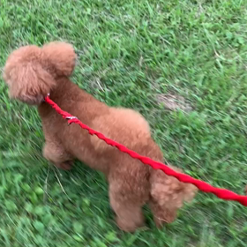 7月23日13わんこと1時間遠足  代々木公園の画像